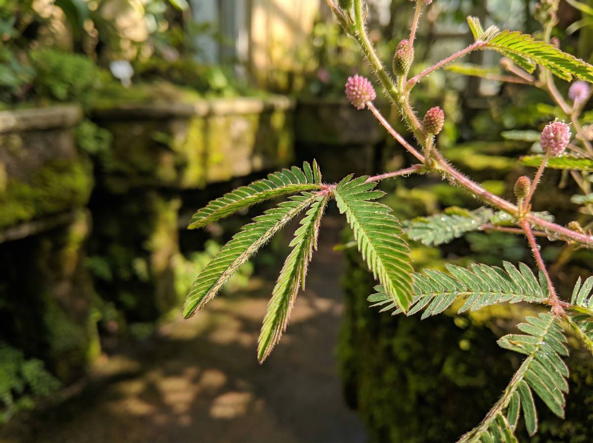 大象传媒含羞草视频教程